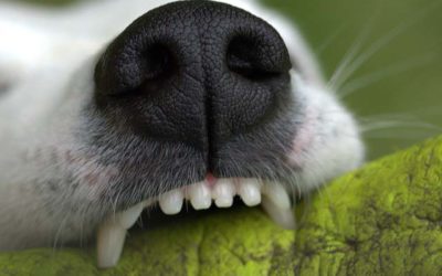 Dog Bite Legalities – What Happens When Your Furry Friend Isn’t So Friendly?